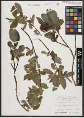 Foto von Salix appendiculata Vill.